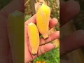 Download Lagu Panen Buah Pisang 🍌 Di Kebun Yang Sangat Manis #shorts
