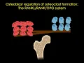 The OPG system in bone CC