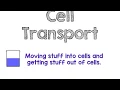 Cell Transport Lecture Notes