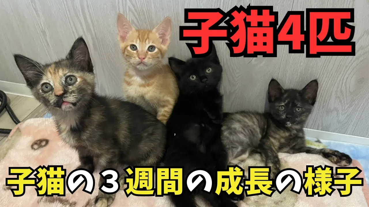 子猫4匹の保護から子猫部屋での生活までの様子