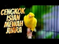 Download Lagu KENARI CENGKOK ISIAN MEWAH JAWARA - MASTERAN KENARI ISIAN BLACKTHROAT #04