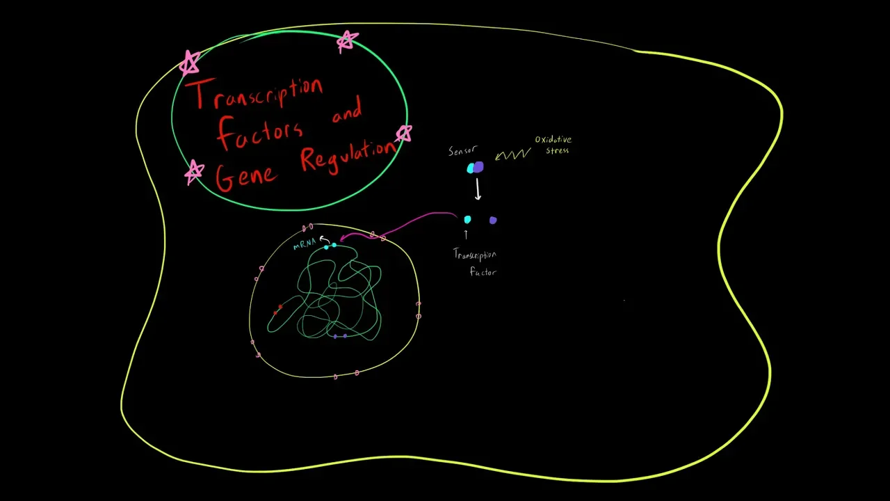How Transcription Factors Regulate Gene Expression Genetics MCAT
