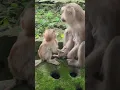 Download Lagu Beautiful adorable lovely cutie baby monkey playful #shorts #shortsfeed #animals #monkey
