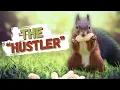 The Squirrel s Guide to Winning in LIFE