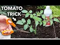 Download Lagu Trick Tomatoes for More Fruit...