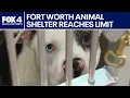 Fort Worth animal shelter reaches critical capacity