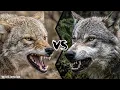Coyote vs Wolf - Who Would Win A Fight