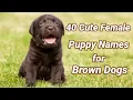 40 Cute Female Puppy Names for Brown Dogs Unique Female Brown Dog Names with Pronunciation