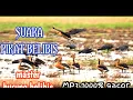 Download Lagu Suara pikat belibis // master burung belibis 1000% gacor full 1 jam non stop