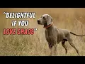 Things NOBODY tells you about owning a Weimaraner