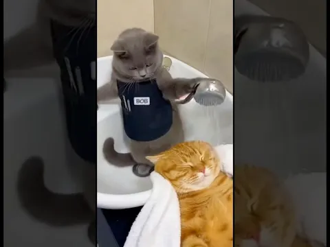 POV: You trust your friend to wash your hair… 😼💦 #cat  #catlovers  #aicat