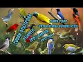 Download Lagu MP3 Suara pikat semua burung kecil dan sudah di uji coba! Dijamin Ampuh 100%
