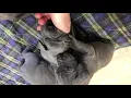 Great Dane puppies Michigan