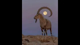 Esser Esser أسار أسار محمد الاسمر 