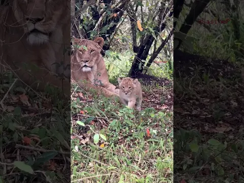 Lion cubs playing under their mom’s watch
