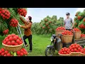 Download Lagu TIMELAPSE -- Harvesting Giant Rambutan Laden Tree, Use a 3-wheel Transport 1000+ Rambutan to sell