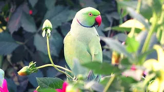 ببغاء الذرة تحفيز رهيب دندنها