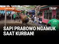 Lagu Sapi Prabowo Ngamuk! Tiang Penyanggah Patah! | Liputan6