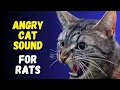 Lagu Cat sounds to scare mice away ⭐️ Rats will go away 🐁 cat sound effect