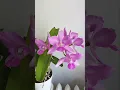 Download Lagu 🩷 Cattleyas #orchids #urbanjungle #plants
