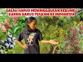 Download Lagu KEBUN TOUR TERAKHIR SEBELUM PULKAM KE INDONESIA