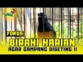 Download Lagu MENGONDISIKAN BIRAHI HARIAN MURAI BATU ‼️