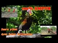 Download Lagu Suara pikat ayam hutan kalimantan sempidan ampuh 100%