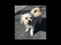 C418-Dog Played Over Cursed Images of Dogs