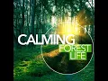 Bird River - Outside Broadcast Recordings
