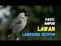 Lagu Suara Burung Kutilang Gacor Terbaru Pasti Ampuh Semua Kutilang Langsung Nyaut Bunyi