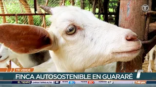 TR Verde: Finca autosostenible de Guararé educa sobre la cría de cabras