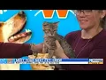 KCAS Pets of the Week Crew and Conde