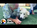 115-Pound Great Pyrenees Keeps Getting Adopted And Returned Until The Dodo Adoption Day