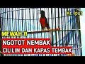 Download Lagu Tembakan Murai Batu Isian Cililin Dan Kapas Tembak MEWAH Milik Om Iput