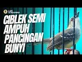 Download Lagu CISEM GACOR AMPUH PANCINGAN BUNYI IDOLA KICAU MANIA