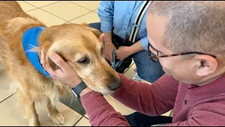 Dogs in the Courthouse