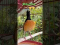 Download Lagu Murai batu Sabah/Borneo #harrymeng