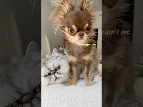 Don’t you feel bad for your dog? Absolutely not 🙄