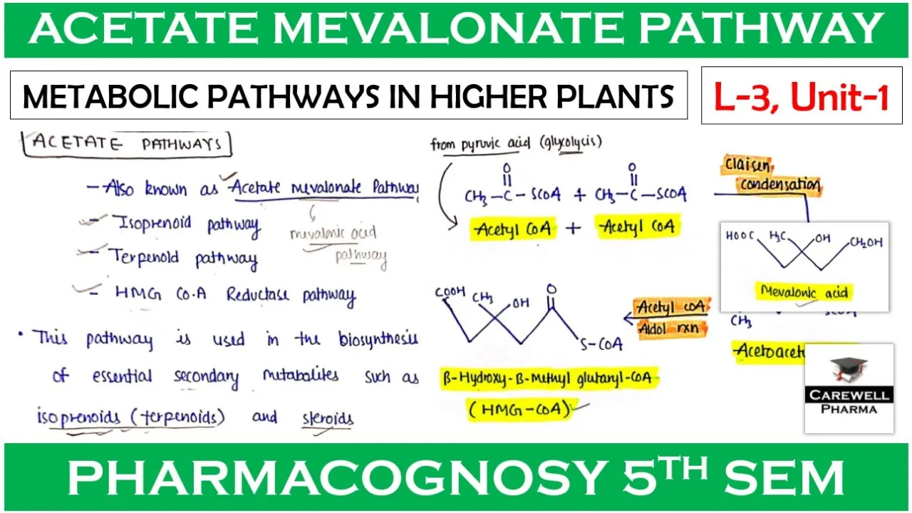 Acetate mevalonate pathway || L-3 Unit-1 || Metabolic Pathways || pharmacognosy 5th sem