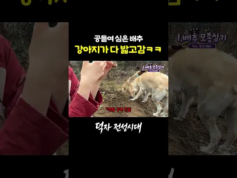 배추농장 파괴범 박말숙