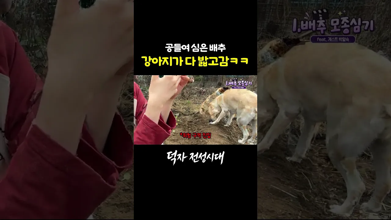 배추농장 파괴범 박말숙