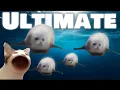 Bouncing Seals ULTIMATE 2022 ORIGINAL SONG