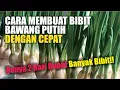 Download Lagu HANYA DUA HARI !! CARA MEMBUAT BIBIT BAWANG PUTIH DENGAN MUDAH, CEPAT BERAKAR DAN BIBIT BANYAK