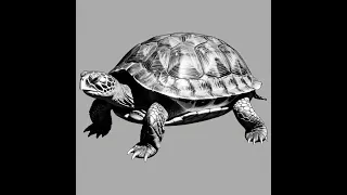 Lesson 7 User Input to Control the Turtle
