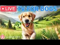 Download Lagu 🔴24 Hours of Dog TV🎵🐶Sleep Aid Music for Dogs🐶💕Calming Music for Dogs to Ease Separation and Stress