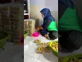 Download Lagu PUNYA USAHA SENDIRI TAPI MAU BANTUIN USAHAKU CILOK TRIMAKSIH YA MBAK NOVI #shorts