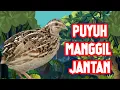 Download Lagu Suara burung puyuh manggil jantan Ampuh