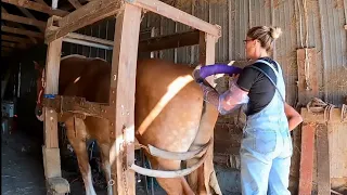 horse ultrasound for lady will there be a foal in our future