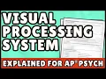 Visual Processing System AP Psychology Quick Guide