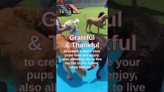 Everyday Fun while Boarding at Wag n World